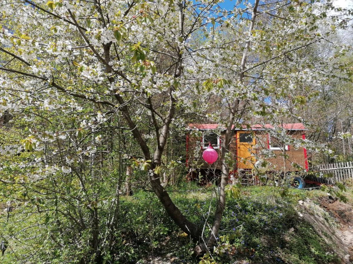 Villa Viriditas Elbingerode  Esterno foto